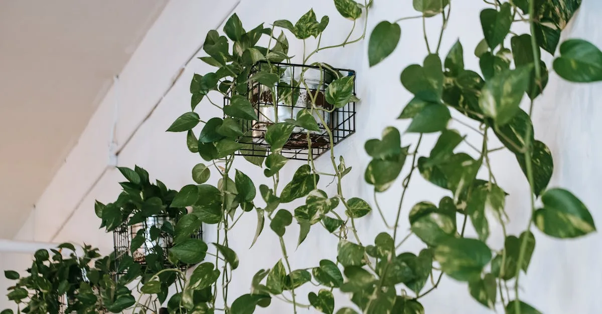 découvrez tout sur les plantes grimpantes : variétés, conseils de culture et astuces pour embellir votre jardin ou balcon avec ces végétaux décoratifs et faciles à entretenir.