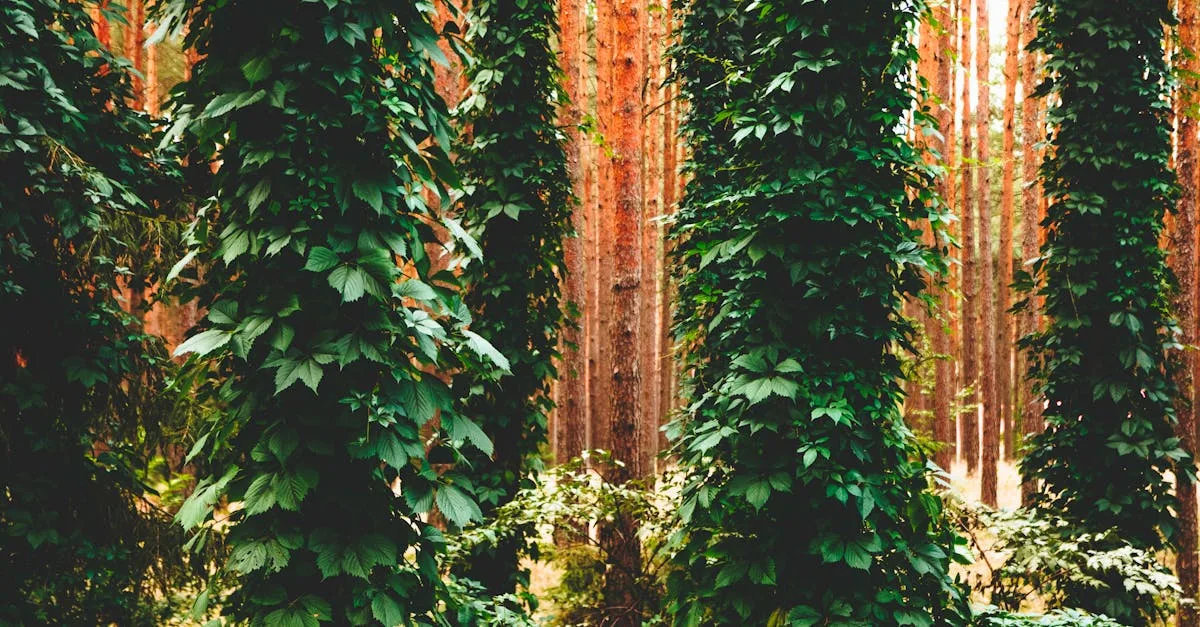 découvrez les meilleures plantes grimpantes pour embellir vos murs, clôtures et pergolas. conseils d'entretien, idées déco et sélection d'espèces adaptées à votre jardin ou balcon.