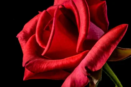 découvrez tout sur les roses : leurs différentes variétés, conseils d'entretien, astuces de plantation et secrets pour sublimer votre jardin avec ces fleurs emblématiques et parfumées.