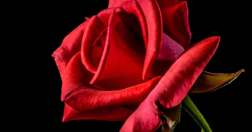 découvrez tout sur les roses : leurs différentes variétés, conseils d'entretien, astuces de plantation et secrets pour sublimer votre jardin avec ces fleurs emblématiques et parfumées.