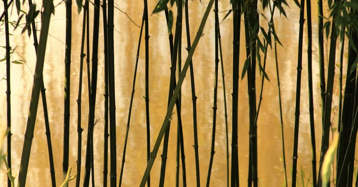 découvrez l'univers du bambou : ses bienfaits, utilisations écologiques et ses atouts pour la maison et le jardin. explorez comment le bambou révolutionne la décoration et le développement durable.