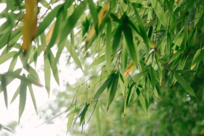 découvrez tout sur le bambou : ses avantages écologiques, ses utilisations variées et ses conseils d’entretien pour intégrer cette plante naturelle et durable dans votre quotidien.