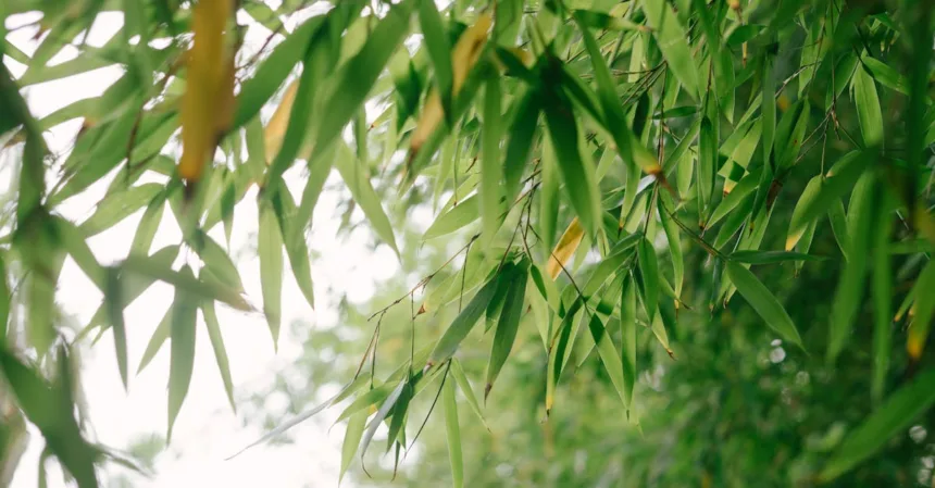 découvrez tout sur le bambou : ses avantages écologiques, ses utilisations variées et ses conseils d’entretien pour intégrer cette plante naturelle et durable dans votre quotidien.