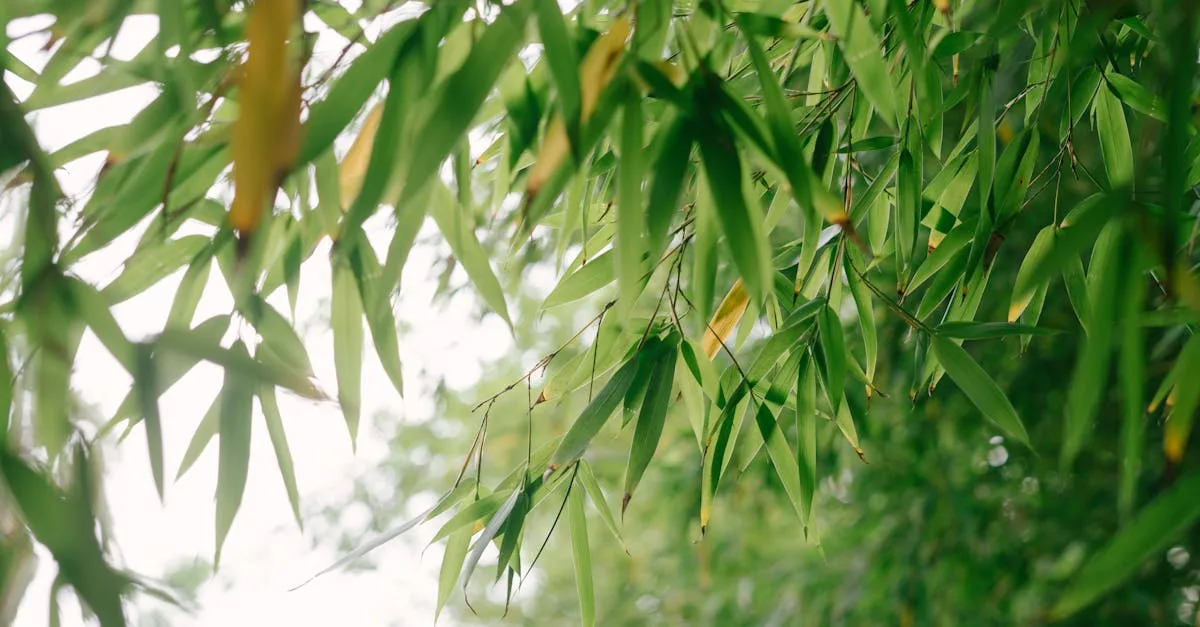 découvrez tout sur le bambou : ses avantages écologiques, ses utilisations variées et ses conseils d’entretien pour intégrer cette plante naturelle et durable dans votre quotidien.