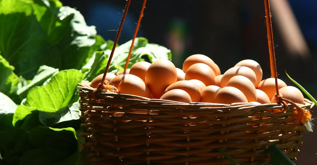 découvrez tout ce qu'il faut savoir sur les œufs : bienfaits pour la santé, conseils de conservation, recettes savoureuses et astuces pour les cuisiner au quotidien.