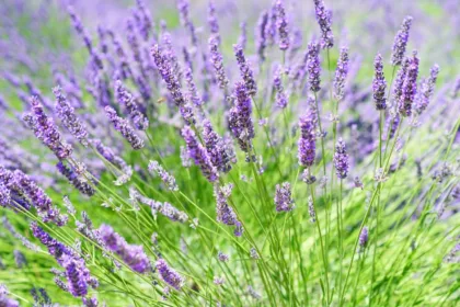 découvrez le monde fascinant des herbes : leurs bienfaits, leurs utilisations culinaires et médicinales, ainsi que des conseils pratiques pour les cultiver chez vous et enrichir vos plats au quotidien.
