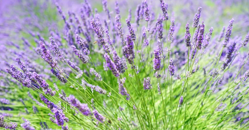découvrez le monde fascinant des herbes : leurs bienfaits, leurs utilisations culinaires et médicinales, ainsi que des conseils pratiques pour les cultiver chez vous et enrichir vos plats au quotidien.