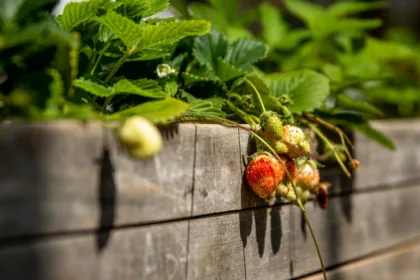 découvrez les avantages d'un jardin surélevé pour cultiver facilement vos légumes, fleurs ou herbes, tout en optimisant l'espace et en améliorant le drainage de votre sol.