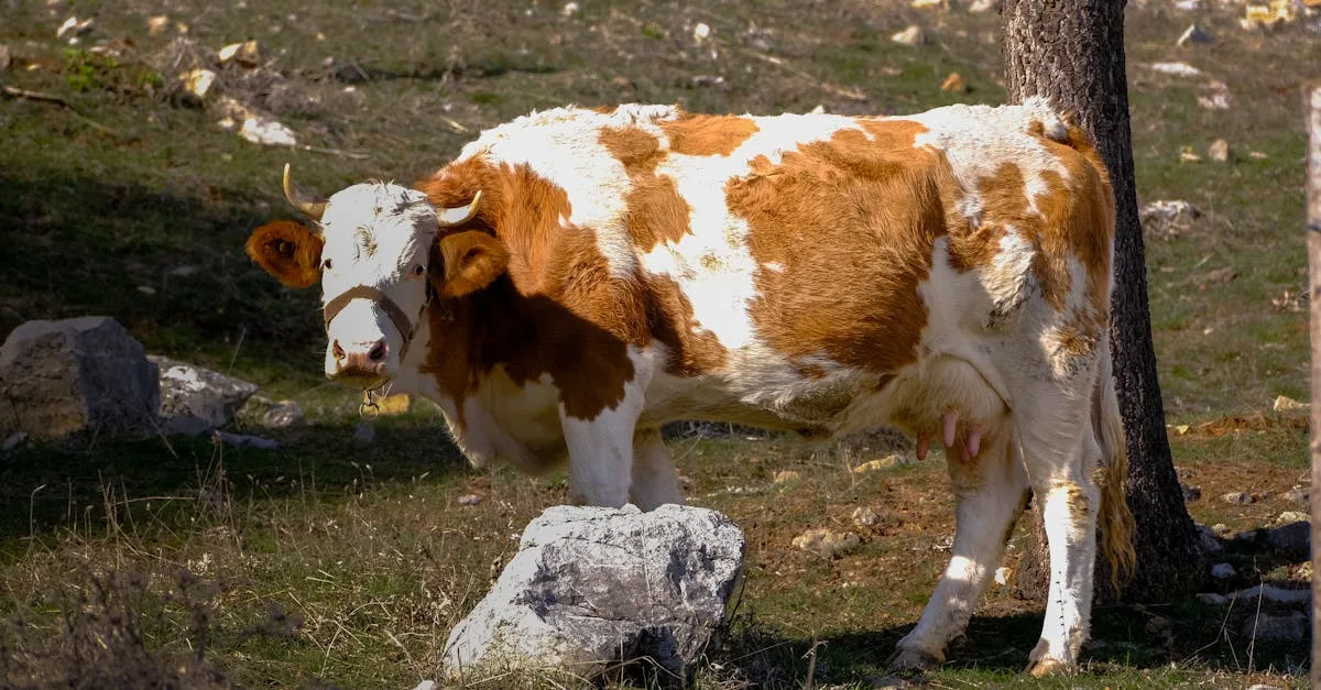 découvrez l'éclairage solaire, une solution écologique, économique et facile à installer pour illuminer vos espaces extérieurs. profitez d'une lumière durable grâce à l'énergie du soleil.