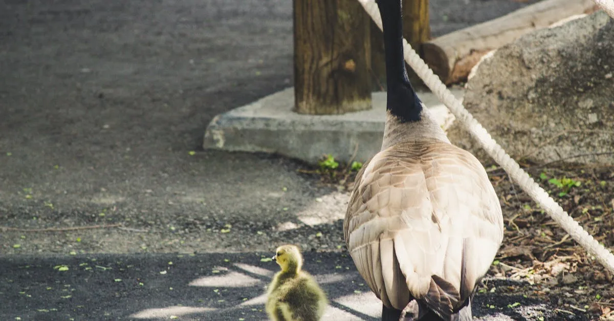 découvrez l'amelanchier canadensis, un arbuste rustique et élégant aux fleurs blanches printanières et aux baies comestibles, parfait pour embellir votre jardin.
