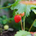 découvrez nos conseils et astuces pour le gardening : entretien du jardin, choix des plantes, outils indispensables et méthodes écologiques pour réussir votre espace vert toute l'année.