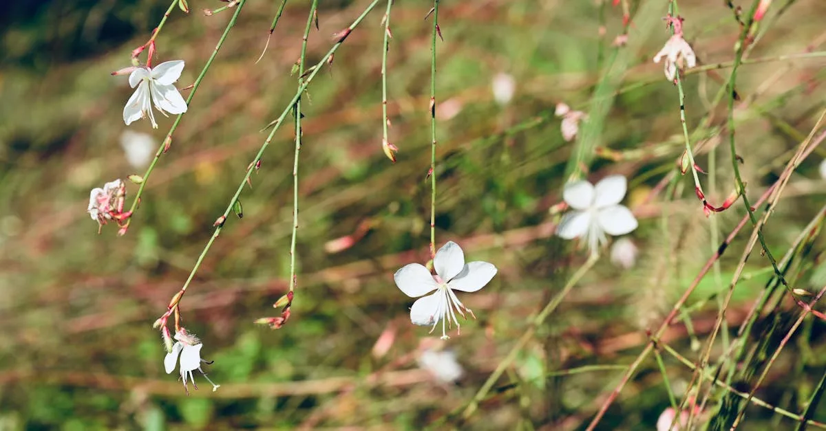 rejoignez notre forum de jardinage pour partager astuces, conseils et expériences avec une communauté passionnée. échangez sur toutes vos techniques de jardinage et faites pousser vos plantes avec succès.