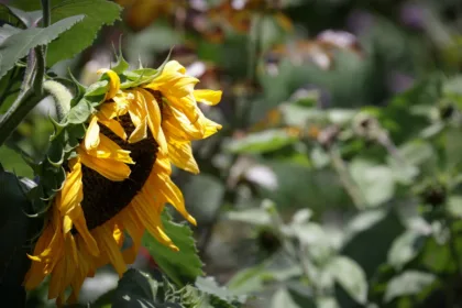 participez à notre forum de jardinage pour échanger astuces, conseils et expériences avec une communauté passionnée. jardinez mieux ensemble !