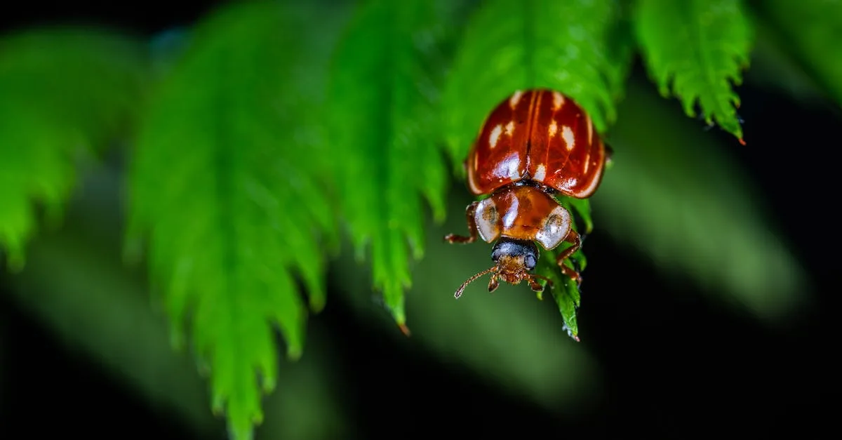 découvrez comment identifier et éliminer les larves de dermestides des matelas, des insectes nuisibles qui peuvent endommager vos textiles et affecter votre confort de sommeil.