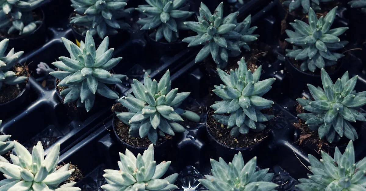 découvrez la beauté unique de la fleur en épi, une plante élégante aux fleurs disposées en grappes serrées, parfaite pour embellir votre jardin ou intérieur.