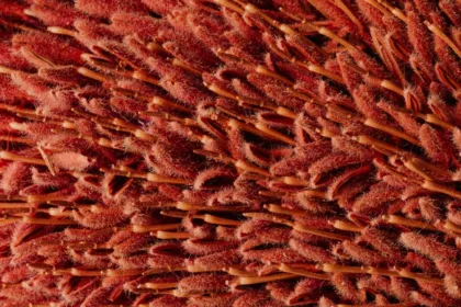 découvrez la beauté unique des fleurs en épi, une élégante forme florale parfaite pour sublimer vos jardins et bouquets.