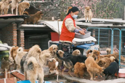 découvrez nos conseils essentiels pour prendre soin de votre guzmania : arrosage, lumière, température et entretien pour une plante tropicale en pleine santé.