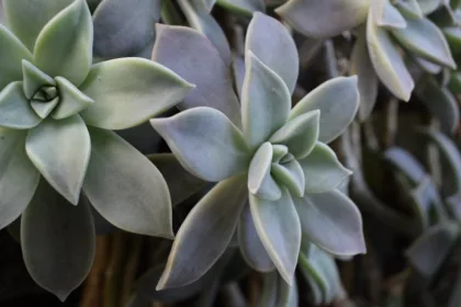 découvrez les risques associés aux racines de mimosa et comment les gérer efficacement pour protéger vos plantations et votre environnement.