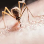 découvrez la durée de vie des moustiques, leur cycle de vie et les facteurs qui influencent leur longévité.
