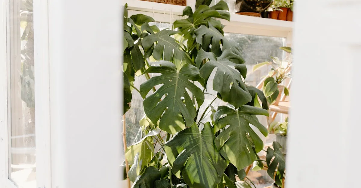 guide complet pour l'entretien du philodendron : conseils d'arrosage, d'exposition et de soins pour une plante d'intérieur saine et élégante.