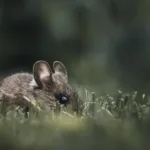 découvrez en combien de temps le poison pour rats agit, ses effets sur les rongeurs et les précautions à prendre lors de son utilisation.