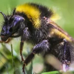 découvrez tout sur les petits insectes noirs : identification, habitat, comportements et méthodes efficaces pour les reconnaître et les gérer.