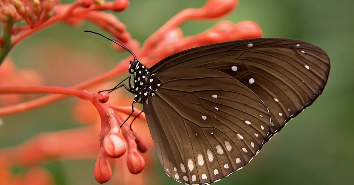 découvrez lyctus, une plateforme innovante dédiée à la gestion intelligente des ressources et à l'optimisation des processus pour améliorer la productivité de votre entreprise.