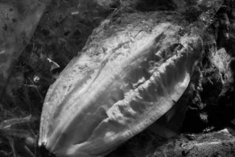 découvrez tout ce qu'il faut savoir sur la mérule, un champignon destructeur qui cause la pourriture sèche du bois. prévention, détection et traitement efficaces pour protéger votre habitat.