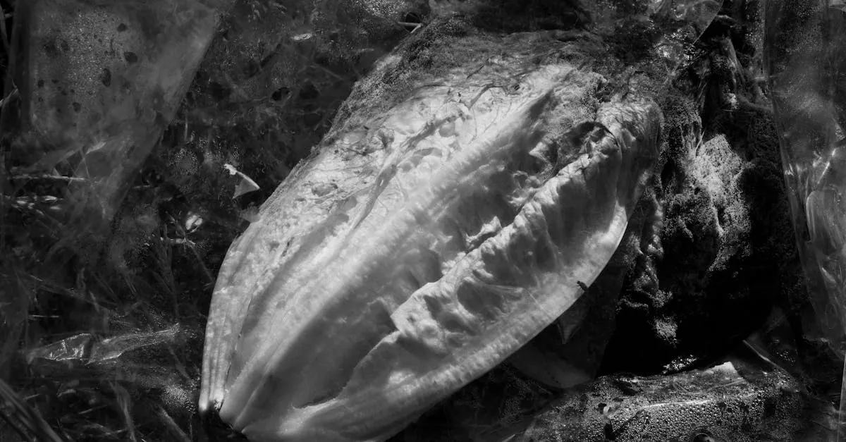 découvrez tout ce qu'il faut savoir sur la mérule, un champignon destructeur qui cause la pourriture sèche du bois. prévention, détection et traitement efficaces pour protéger votre habitat.