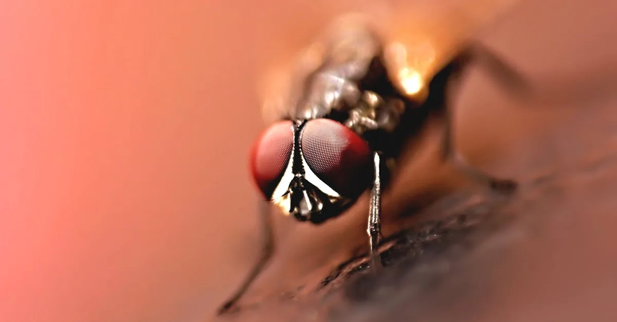 découvrez tout sur les acariens de la poussière : leur impact sur la santé, comment les identifier et les méthodes efficaces pour s'en débarrasser.