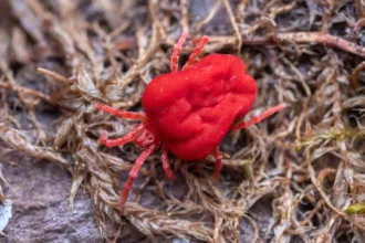 découvrez tout sur les acariens de la poussière : leurs effets sur la santé, comment les détecter et les méthodes efficaces pour les éliminer de votre environnement.