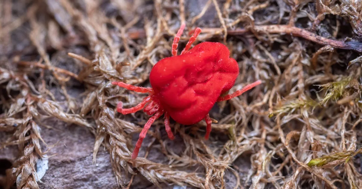 découvrez tout sur les acariens de la poussière : leurs effets sur la santé, comment les détecter et les méthodes efficaces pour les éliminer de votre environnement.