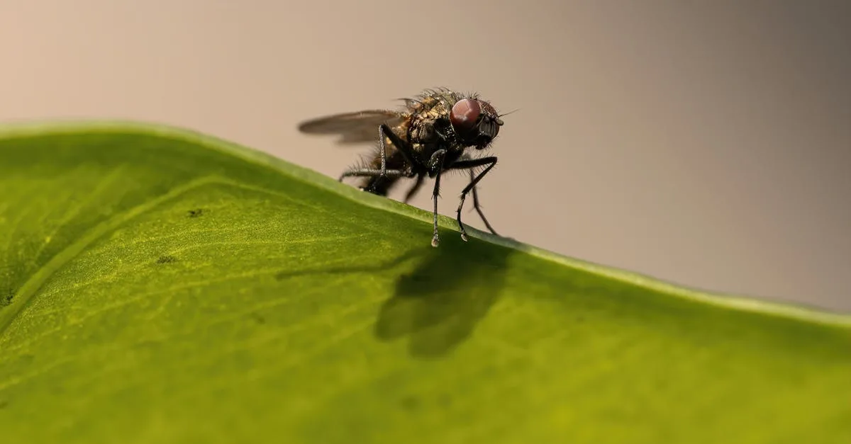 découvrez tout sur la mouche verte : caractéristiques, habitat et impact sur l'environnement.