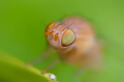 découvrez tout sur la mouche verte : son habitat, son comportement et son impact sur l'environnement.