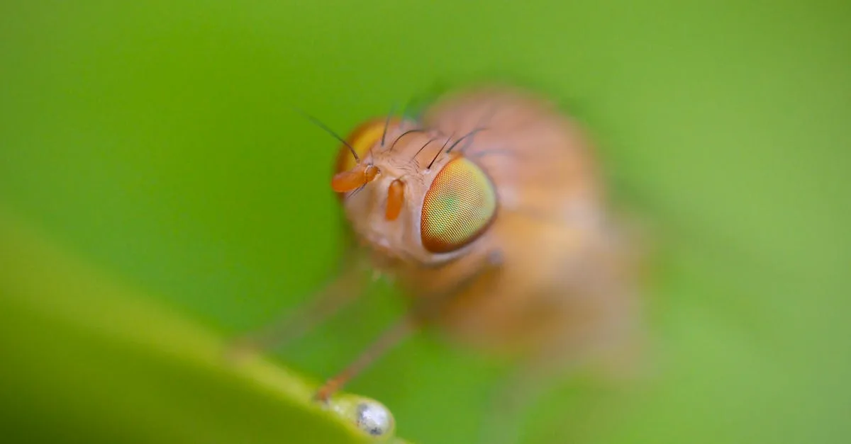 découvrez tout sur la mouche verte : son habitat, son comportement et son impact sur l'environnement.