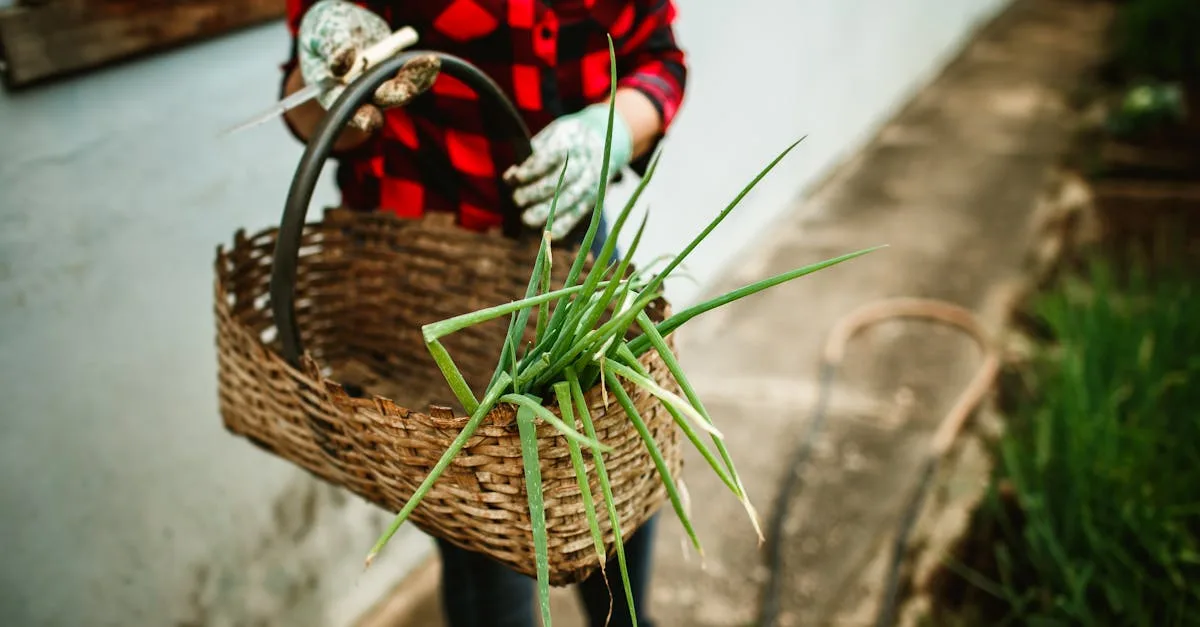 découvrez les plantes à récolte rapide idéales pour le mois de juin, faciles à cultiver et parfaites pour une récolte abondante en un temps record.