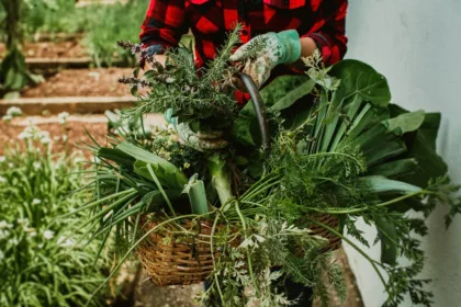 découvrez les plantes à récolte rapide pour le mois de juin et profitez d'une récolte abondante en un temps record.