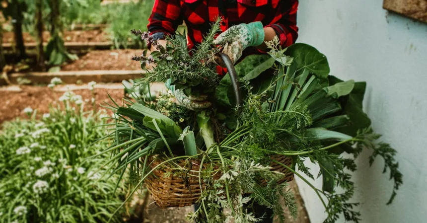 découvrez les plantes à récolte rapide pour le mois de juin et profitez d'une récolte abondante en un temps record.
