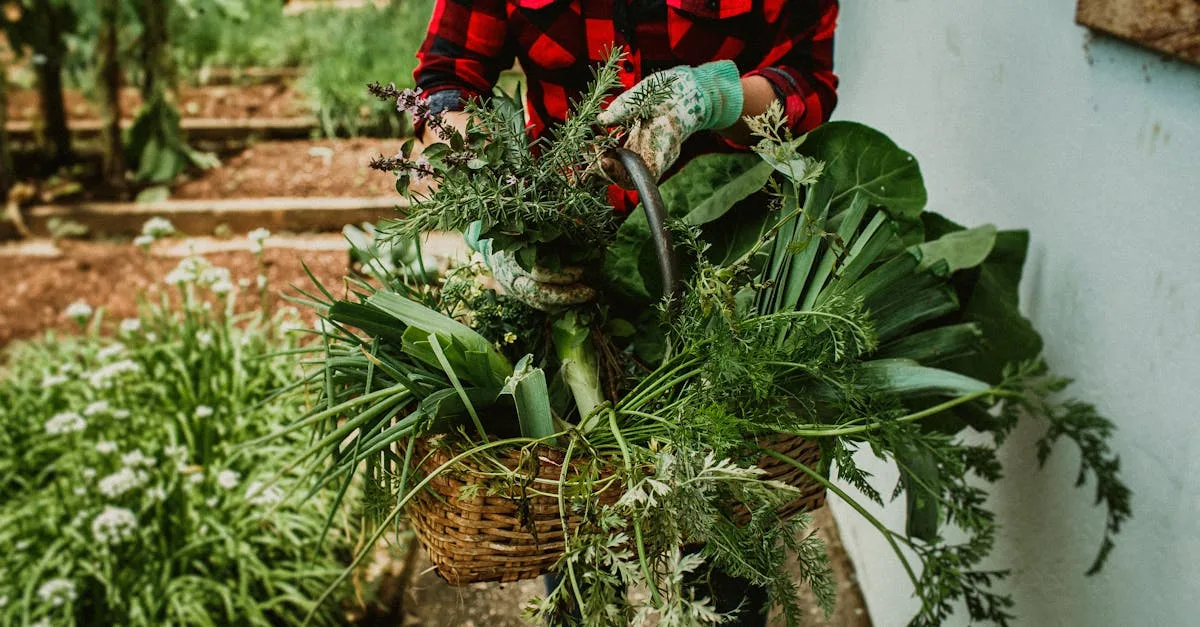 découvrez les plantes à récolte rapide pour le mois de juin et profitez d'une récolte abondante en un temps record.
