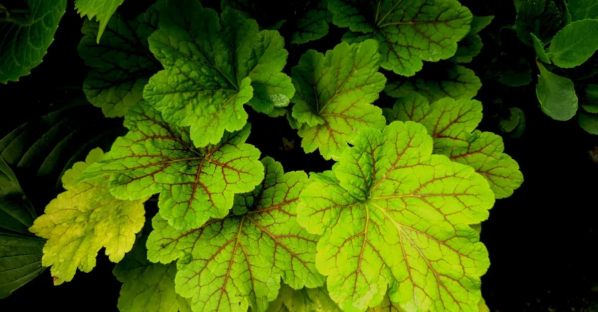 découvrez une sélection de légumes tolérants à l'ombre, parfaits pour cultiver dans les zones peu ensoleillées de votre jardin.