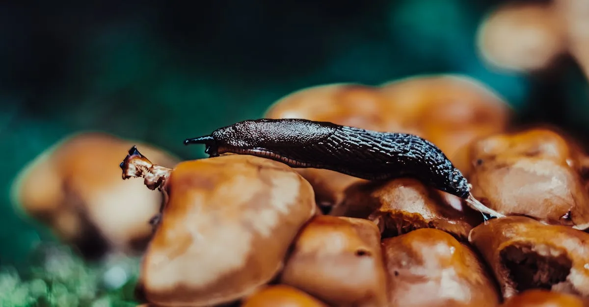 découvrez comment maîtriser le contrôle des slugs pour optimiser la gestion de vos urls et améliorer le référencement de votre site web.