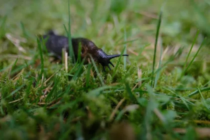 découvrez comment maîtriser le contrôle des slugs pour optimiser la gestion de votre site web et améliorer son référencement.