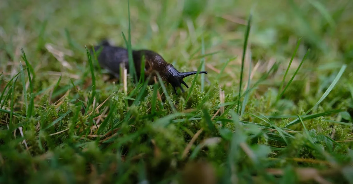 découvrez comment maîtriser le contrôle des slugs pour optimiser la gestion de votre site web et améliorer son référencement.