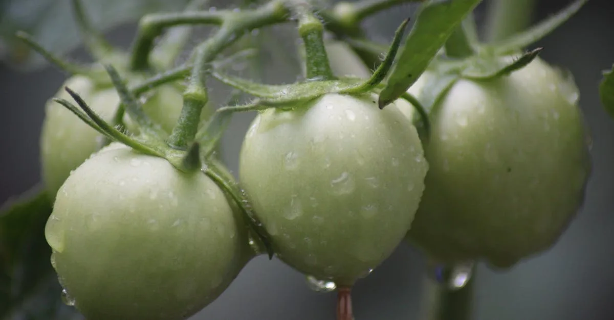 découvrez les raisons pour lesquelles vos tomates ne mûrissent pas et apprenez des astuces pratiques pour favoriser leur maturation rapidement et naturellement.