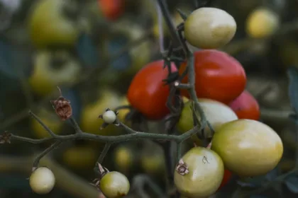 découvrez les causes courantes pour lesquelles les tomates ne mûrissent pas et apprenez des solutions efficaces pour favoriser une maturation optimale de vos tomates.