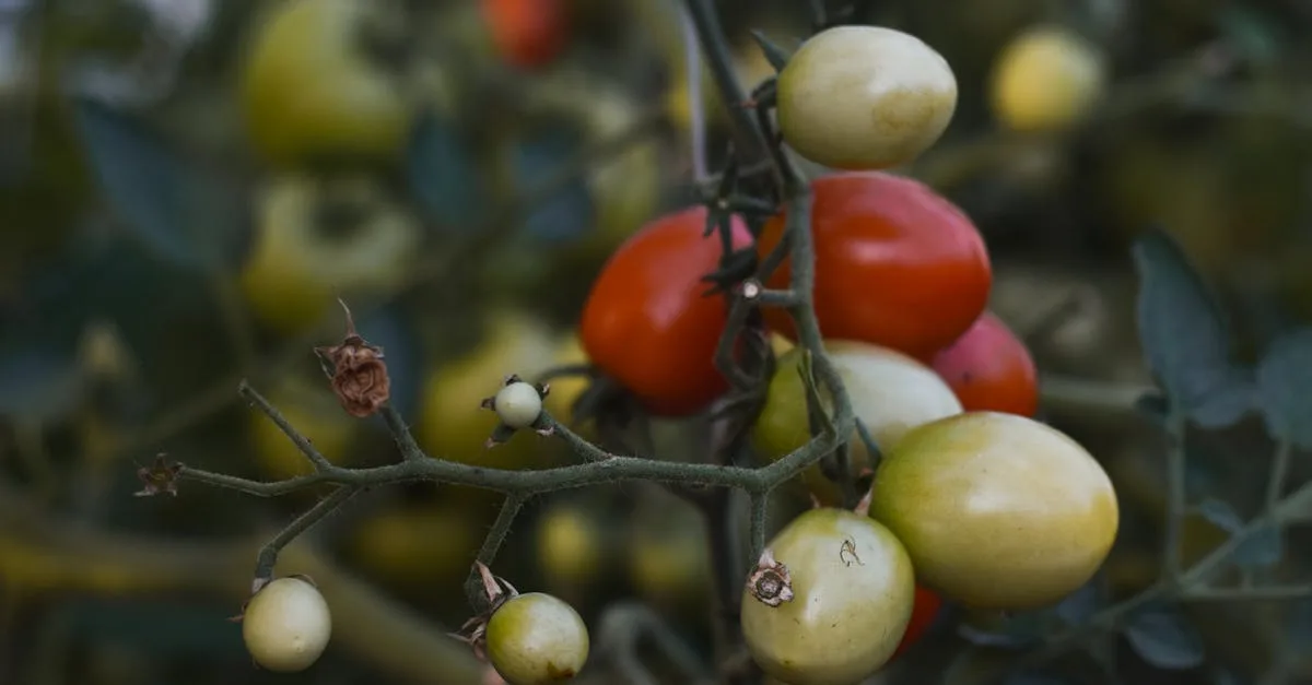 découvrez les causes courantes pour lesquelles les tomates ne mûrissent pas et apprenez des solutions efficaces pour favoriser une maturation optimale de vos tomates.