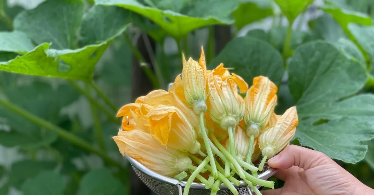 découvrez pourquoi vos courgettes fleurissent sans produire de fruits et apprenez les meilleures astuces pour favoriser la fructification de vos plants de courgettes.