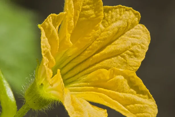 découvrez pourquoi votre courgette fleurit sans produire de fruits et apprenez des astuces pour favoriser une bonne fructification dans votre jardin.