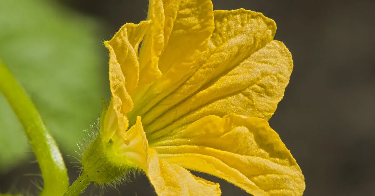 découvrez pourquoi votre courgette fleurit sans produire de fruits et apprenez des astuces pour favoriser une bonne fructification dans votre jardin.