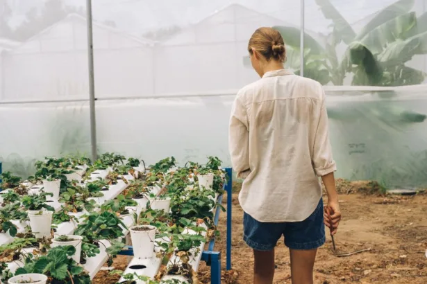 découvrez l'aquaponie, une méthode innovante combinant aquaculture et culture hydroponique pour un jardinage écologique et durable.